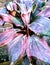 A wildlife flower in the flower pot of a new made of clay in the garden shots by camera in the sunlight focus.