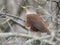 Wildlife flycatcher small bird stand on tree