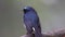 wildlife footage of beautiful bird Stock videoIndigo Flycatcher Eumyias indigo in Sabah, Borneo