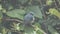 Wildlife footage of beautiful bird Stock videoIndigo Flycatcher Eumyias indigo in Sabah, Borneo