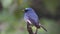 wildlife footage of beautiful bird Stock videoIndigo Flycatcher Eumyias indigo in Sabah, Borneo