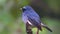 wildlife footage of beautiful bird Stock videoIndigo Flycatcher Eumyias indigo in Sabah, Borneo