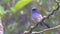 wildlife footage of beautiful bird Stock videoIndigo Flycatcher Eumyias indigo in Sabah, Borneo