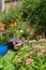 Wildlife friendly suburban garden with pink sedum flowers in foreground, container pots, flowers and greenery.