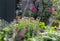 Wildlife friendly suburban garden with pink sedum flowers in foreground, container pots, flowers and greenery.