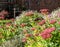 Wildlife friendly suburban garden with pink sedum flowers in a rock garden. Photographed in Pinner, northwest London UK.