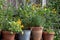 Wildlife friendly suburban garden with rudbeckia hirta flowers, nasturtiums, container pots, flowers and greenery.