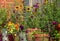 Wildlife friendly suburban garden with rudbeckia hirta flowers, nasturtiums, container pots, flowers and greenery.