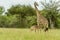 Wildlife - Giraffe