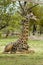 Wildlife - Giraffe