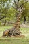 Wildlife - Giraffe