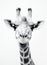 Wildlife giraffe africa head animal mammal nature