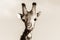 Wildlife Giraffe Animal Head Black White Vintage