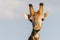 Wildlife Giraffe Portrait Animal