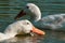 Wildlife goose couple of white birds swimming in the lake outdoors nature landscape
