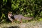 Wildlife: A Gray Fox seen in the wild in Guatemala