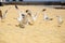 Wildlife: Group of seagulls frolic on the seashore. Beach story