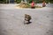 Wildlife harrasment in tourist places - monkey steal food from vehicles of tourist who stoped to make photo on a
