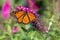 Wildlife at the Henry Doorley Zoo