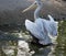 Wildlife at the Henry Doorley Zoo