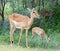 Wildlife: Impala