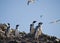 Wildlife on Islas Ballestas in Peru