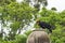 Wildlife. Kaffir horned crow in its natural habitat.