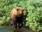 The wildlife of Kamchatka. Kamchatka mountains. Kamchatka Peninsula.