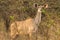 Wildlife Kudu Buck Animal Closeup Alert