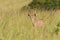Wildlife Kudu Buck Calf Animal