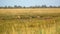 Wildlife landscape - herd of wild fallow deer Dama dama