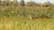 Wildlife landscape - herd of wild fallow deer Dama dama in the steppe thickets