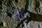 Wildlife: Leaf-Nosed Bats are seen hanging inside an ancient Mayan temple in Guatemala