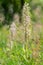 Wildlife Lizard Orchid