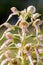 Wildlife Lizard Orchid