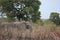 Wildlife. Long Tusk African Wild Elephants