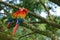 Wildlife love scene from tropic forest nature. Two beautiful parrot on tree branch in nature habitat. Pair of big parrot Scarlet M