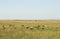 Wildlife in Maasai Mara, Kenya