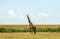 Wildlife in Maasai Mara, Kenya