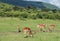 Wildlife in Maasai Mara, Kenya