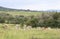 Wildlife in Maasai Mara Park in Kenya