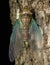 Wildlife macro image of Cicada Mouting on tree