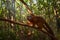 Wildlife Madagascar. Eulemur rubriventer, Red-bellied lemur, Akanin’ ny nofy, Madagascar. Small brown monkey in the nature