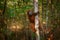 Wildlife Madagascar. Eulemur rubriventer, Red-bellied lemur, Akaninâ€™ ny nofy, Madagascar. Small brown monkey in the nature