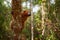 Wildlife Madagascar. Eulemur rubriventer, Red-bellied lemur, Akaninâ€™ ny nofy, Madagascar. Small brown monkey in the nature