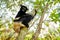 Wildlife Madagascar, indri monkey portrait, Madagascar endemic. Lemur in nature vegetation. Sifaka on the tree, sunny evening.