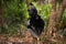 Wildlife Madagascar, indri monkey portrait, Madagascar endemic. Lemur in nature vegetation. Sifaka on the tree, sunny evening.