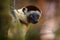 Wildlife Madagascar. Lemur portrait in the forest. Wildlife Madagascar, Verreauxs Sifaka, Propithecus verreauxi, monkey head