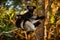 Wildlife Madagascar,  monkey with young babe cub in Kirindy Forest, Madagascar. Lemur in the nature habitat. Sifaka on the tree,