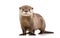 Wildlife Majesty Otter on White Background